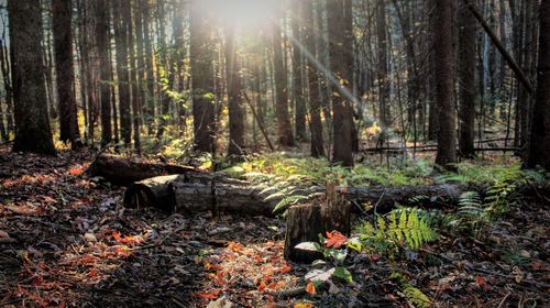 Trees in forest