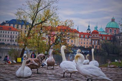 Flock of birds in a building