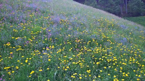 Yellow flowering plants on field