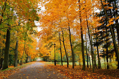 Close-up of autumn trees in park