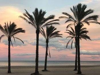 Palm trees at beach during sunset