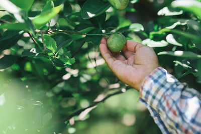 Close-up of hand holding fruit on tree