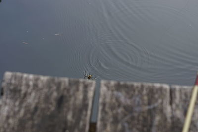 High angle view of spider on web