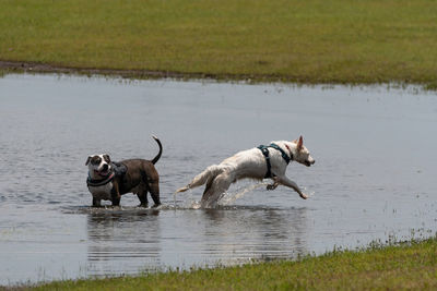 Dogs running in a water