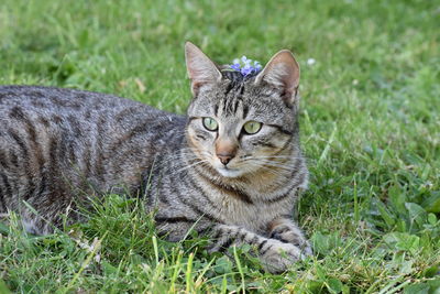 Portrait of tabby cat lying on grass