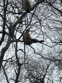 Low angle view of bare tree