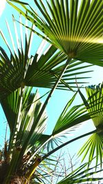 Low angle view of palm tree against sky