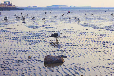 Flock of birds on beach