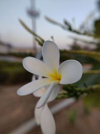 Close-up of white flowering plant