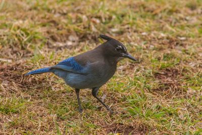 Bird perching on a land