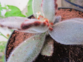 Close-up of prickly pear cactus