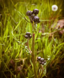 Close-up of plant against blurred background