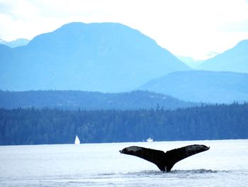 West coast-humpback whale