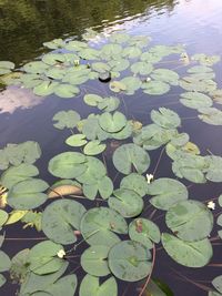 High angle view of water lily in lake