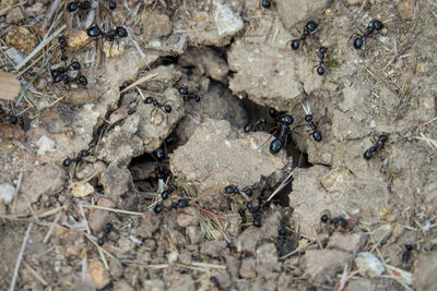 Close-up of insect