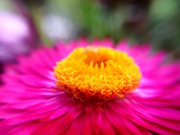 Close-up of pink flower blooming outdoors