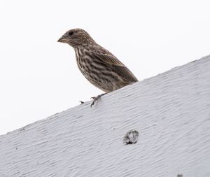 Low angle view of bird perching on wood against clear sky