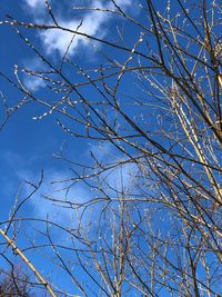 Low angle view of bare tree against blue sky