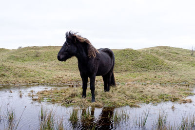 Horse on field against sky