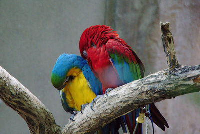 Close-up of parrot perching on tree