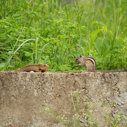 View of two cats on ground