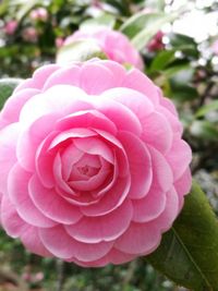 Close-up of pink rose blooming outdoors