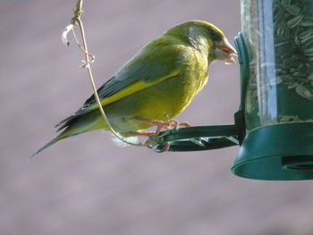 Close-up of bird perching on feeder