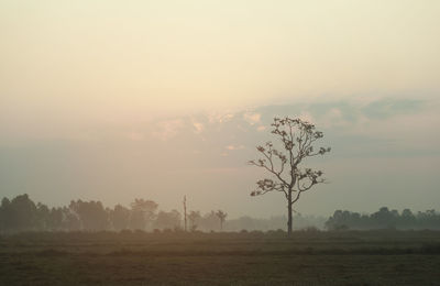 Trees on field against sky during sunset