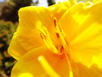 Macro shot of yellow flower