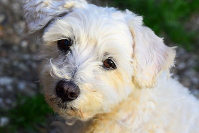 Close-up portrait of dog hannibal