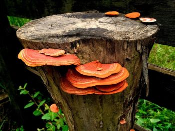 Close-up of mushrooms growing on tree trunk in forest