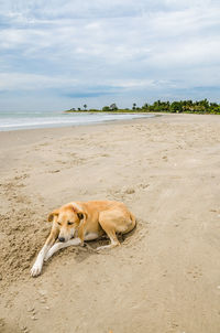 Stray dog lying down on beach against sky, gambia, africa