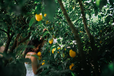 Fruits growing on tree