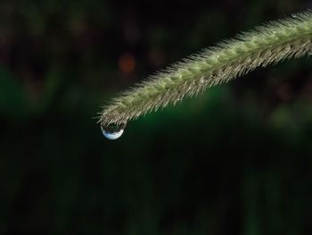Close-up of water drop on leaf