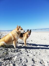 View of two dogs on beach