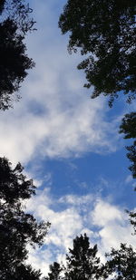 Low angle view of tree against cloudy sky