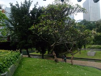 Trees growing in farm