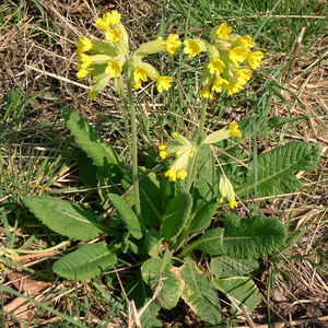 Close-up of yellow flowers growing in field