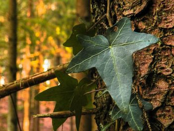 Close-up of maple leaves on tree trunk