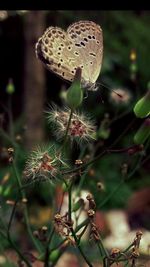 Close-up of plant against blurred background