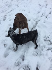 Dog on snow covered land