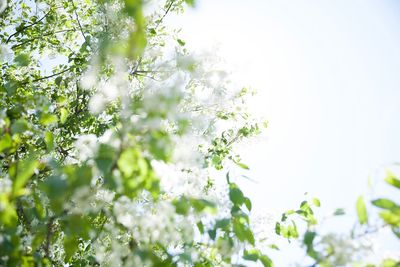 Close-up of flowers growing on tree