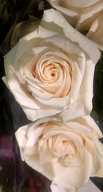 Close-up of rose blooming outdoors