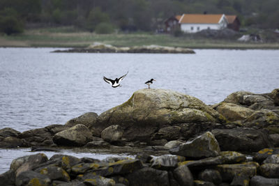 View of birds flying over rocks