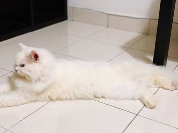 White cat lying on tiled floor