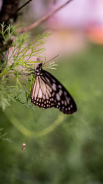 Close-up of butterfly pollinating flower