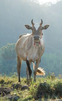 Portrait of horse standing on field
