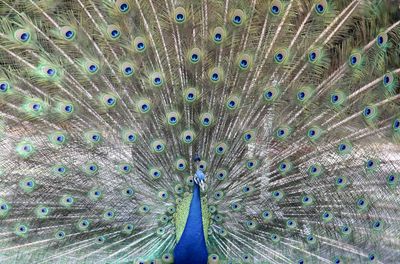 Full frame shot of peacock feathers