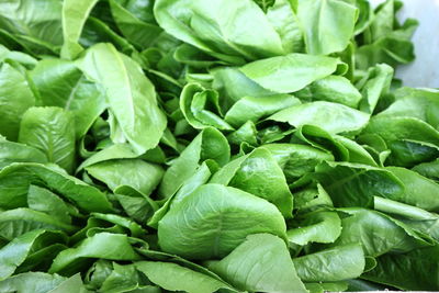 Full frame shot of green leaves