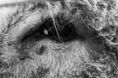 Close-up of a cat